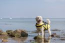 TRIXIE Schwimmweste für Hunde Größe: M bis 30 Kg