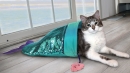 KONG® Cat Play Spaces SeaQuins