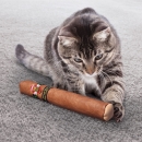 KONG® Cat Better Buzz Cigar