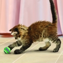 KONG® Cat Active Tennis Balls mit Glöckchen