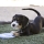 KONG® Puppy Flyer Frisbee