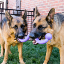 KONG® OGEE Hundespielzeug Wurfstock Größe: L 38 cm blau