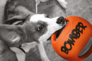 ZEUS Bomber Hundespielball 18 cm