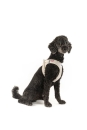 CURLI Clasp Vest Geschirr Air-Mesh ligth-tan M, Gewicht 6,0-9,0 kg, Brustumfang: 43,4-49,0 cm