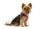 CURLI Clasp Vest Geschirr Air-Mesh ruby M, Gewicht 6,0-9,0 kg, Brustumfang: 43,4-49,0 cm